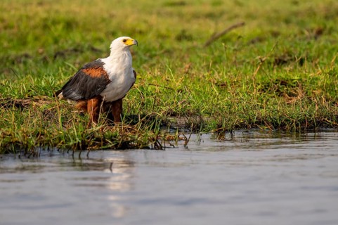 African fish eagle (Haliaeetus vocifer) on the Chobe River, Ihaha, Chobe National Park, Botswana
