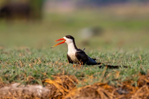African Skimmer (Rynchops flavirostris), African Skimmer sitting on the bank, Ihaha, Chobe National