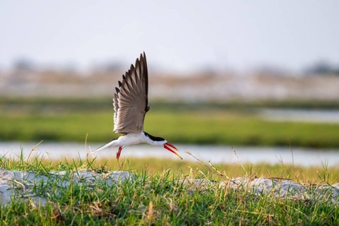 African Skimmer (Rynchops flavirostris), African Skimmer in flight, Ihaha, Chobe National Park,