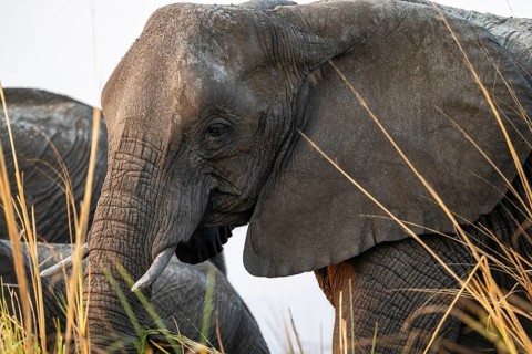 Animal portrait, African elephant (Loxodonta africana) feeding among grass, Ihaha, Chobe National