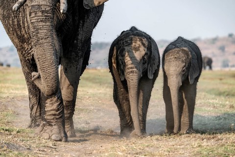 African elephant (Loxodonta africana), herd with two young, Ihaha, Chobe National Park, Botswana