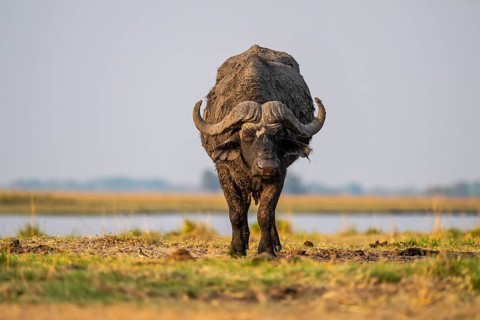 Single Cape buffalo (Syncerus caffer caffer) grazing, Ihaha, Chobe National Park, Botswana