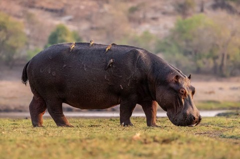 Hippopotamus (Hippopatamus amphibius) grazing, Chobe River, Ihaha, Chobe National Park, Botswana