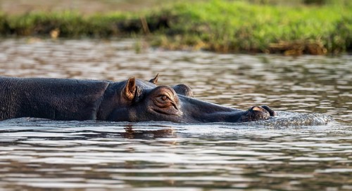 Hippopotamus (Hippopatamus amphibius) in the water, Chobe River, Ihaha, Chobe National Park,