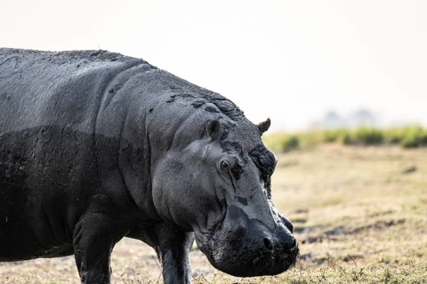 Animal portrait, hippopotamus (Hippopatamus amphibius), Chobe River, Ihaha, Chobe National Park,