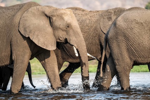 Herd of animals with young, African elephant (Loxodonta africana) drinking at the Chobe River,