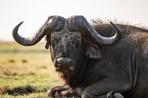 Epic animal portrait, Cape buffalo (Syncerus caffer caffer) with yellow-billed oxpecker (Buphagus