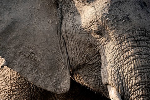 Detail, Animal portrait, African elephant (Loxodonta africana), Ihaha, Chobe National Park,