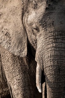 Detail, Animal portrait, African elephant (Loxodonta africana), Ihaha, Chobe National Park,