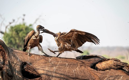 White-backed vultures (Gyps africanus) fighting over carrion, vultures feeding on the carcass of an