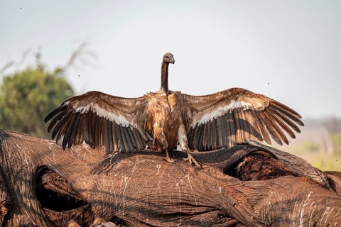 White-backed vulture (Gyps africanus), vulture feeding on the carcass of an elephant, Ihaha, Chobe