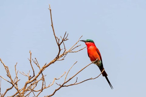 Carmine Bee-eater (Merops nubicoides), Ihaha, Chobe National Park, Botswana