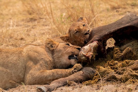 Kill, lion (Panthera leo) eating buffalo Xakanaxa, Moremi Game Reserve, Botswana