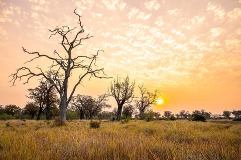 Savanna and swamp, landscape, Xakanaxa, Moremi Game Reserve, Botswana