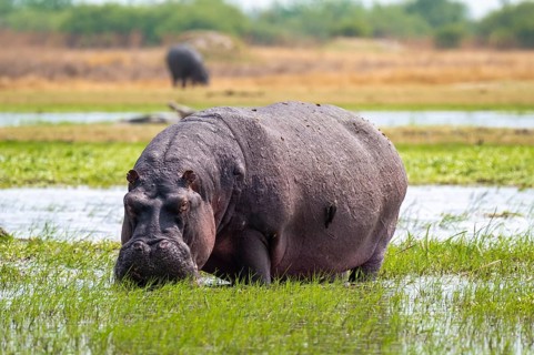 Hippopotamus (Hippopatamus amphibius) grazing, Xakanaxa, Okavango Delta, Moremi Game Reserve,