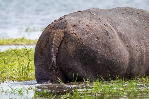 Funny, bum, bum of a hippopotamus (Hippopatamus amphibius), Xakanaxa, Okavango Delta, Moremi Game