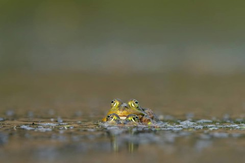 Water frogs (Pelophylax cl. esculentus) during mating, spawning season, Germany