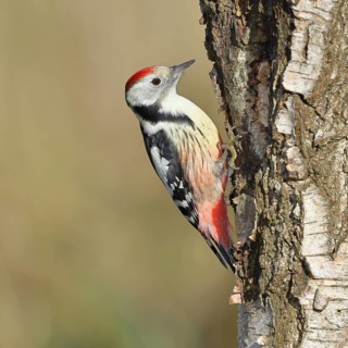 Middle spotted woodpecker (Dendrocopos medius), foraging on the trunk of a common birch (Betula