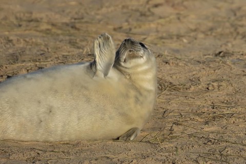 Grey seal (Halichoerus grypus) juvenile baby pup animal resting on a sandy beach in winter,