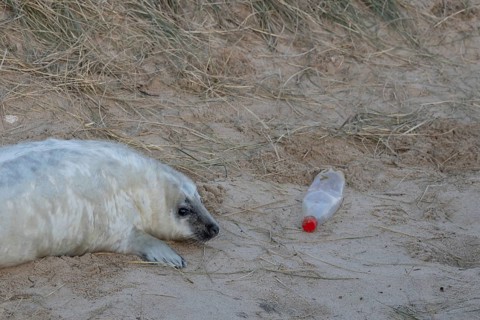 Grey seal (Halichoerus grypus) juvenile baby pup animal resting on a sand dune on a beach in winter
