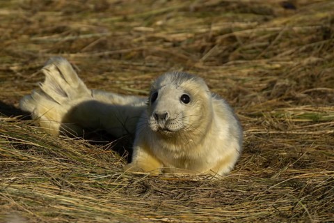 Grey seal (Halichoerus grypus) juvenile baby pup animal resting on a sand dune by a beach in