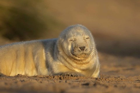 Grey seal (Halichoerus grypus) juvenile baby pup animal sleeping on a sand dune on a beach in