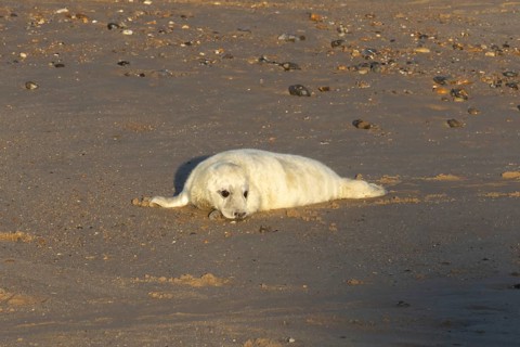 Grey seal (Halichoerus grypus) juvenile baby pup animal resting on a sandy beach in winter,