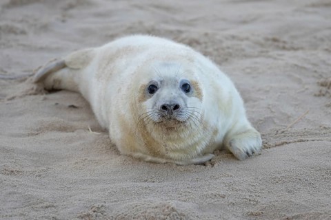 Grey seal (Halichoerus grypus) juvenile baby pup animal resting on a sandy beach in winter,
