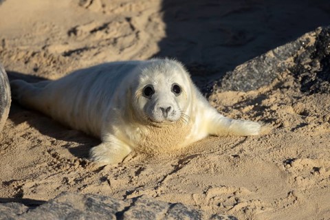 Grey seal (Halichoerus grypus) juvenile baby pup animal on a sandy beach in winter, England, United