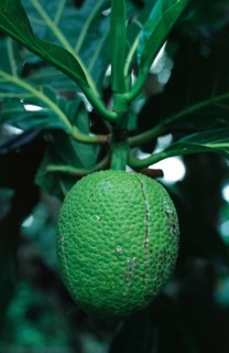 Breadfruit (Artocarpus altilis), Zanzibar, Tanzania, June 2000, vintage, retro, old, historical