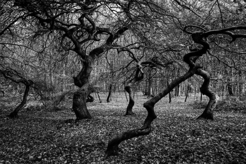 Süntelbuchen (Fagus sylvatica), cripple beeches, Hexenwald, Semper Forest Park, black and white