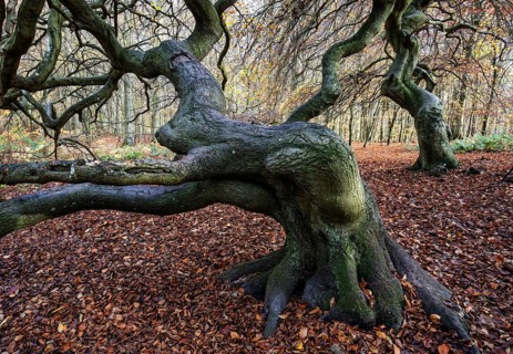 Süntelbuchen (Fagus sylvatica), cripple beeches, Hexenwald, Semper Forest Park, near Lietzow,