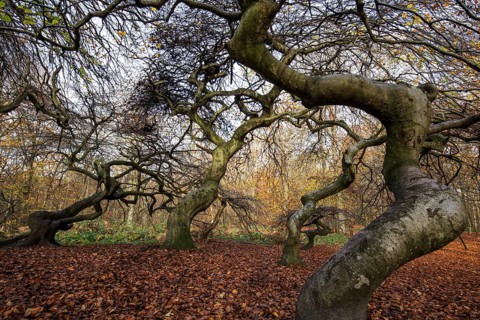 Süntelbuchen (Fagus sylvatica), cripple beeches, Hexenwald, Semper Forest Park, near Lietzow,