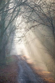 Foggy forest trail, soft sunbeams, coolly lit, flooded with light, forest, hilly path, path,
