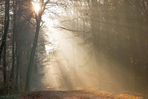 Sun rays break through foggy forest, illuminate, gentle, hilly, autumnal, path, flooded with light,