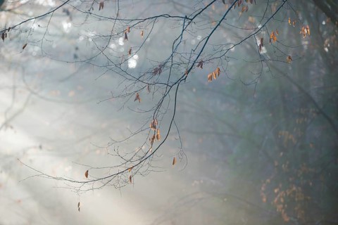 Autumn branches with wilted, brown-colored leaves in foggy forest, soft sunbeams, coolly lit,