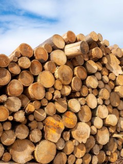 Sawn spruce logs, bark beetle wood, Germany