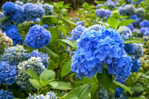 Blue hydrangea flowers, National Botanic Gardens, Kilmacurragh, Dunganstown, County Wicklow,