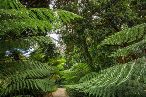 Tree Ferns, National Botanic Gardens, Kilmacurragh, Dunganstown, County Wicklow, Ireland