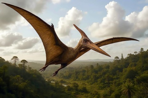 A pteranodon, a pteranodon, in flight from the Cretaceous period, symbol dinosaur, extinct, fossil,