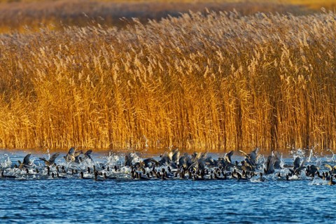 Coots (Fulica atra) fleeing from a white-tailed eagle, panic, fear, flock of birds, Germany