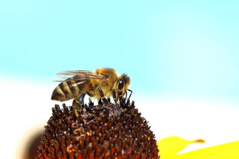 European honey bee (Apis mellifera), collecting nectar from a yellow coneflower (Echinacea