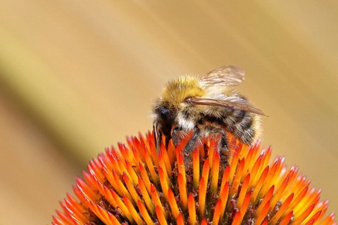 Field bumblebee (Bombus pascuorum), collecting nectar on a purple coneflower (Echinacea purpurea),