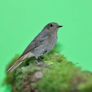 Black redstart (Phoenicurus ochruros), female on a moss-covered tree stump in a garden, Wilnsdorf,