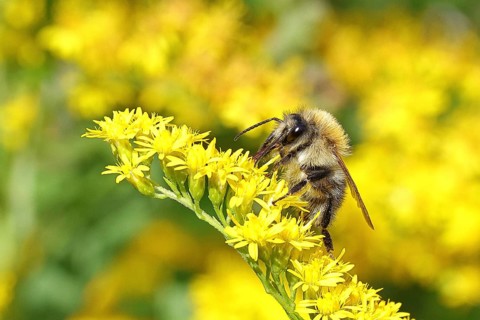 Field bumblebee (Bombus pascuorum), collecting nectar on a Solidago canadensis (Solidago