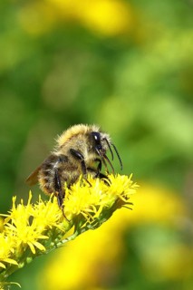 Field bumblebee (Bombus pascuorum), collecting nectar on a Solidago canadensis (Solidago