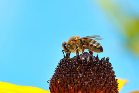 European honey bee (Apis mellifera), collecting nectar from a flower of the yellow coneflower