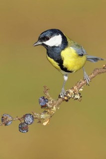 Great tit (Parus major), sitting on a branch in a blackthorn bush, (Prunus spinosa), sloes, with
