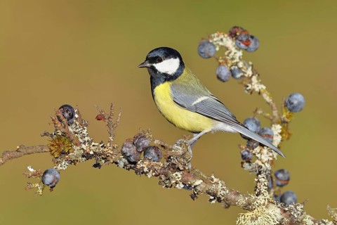Great tit (Parus major), sitting on a branch in a blackthorn bush, (Prunus spinosa), sloes, with