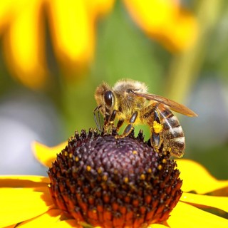 European honey bee (Apis mellifera), collecting nectar from a flower of the yellow coneflower